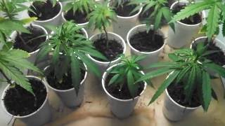 Cultivo marihuana esquejes 2