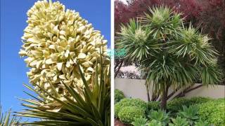 plantas resistentes ao sol