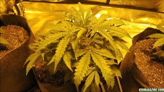 Cream Caramel Autoflower Cannabis Indoor Grow