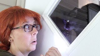 Purrassic World - Dinocats on the Loose!