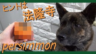 甲斐犬と柴犬にpersimmonという果物を与えた＝！