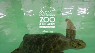 Meet Sea Turtles Sunny & Azul