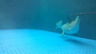 I Dear Jack tra i delfini all'Acquario di Genova