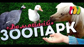 Домашній ЗООПАРК - СВІЙСЬКІ ТВАРИНИ - Супер Влог - Дитячий Канал Для ДІТЕЙ Українською Мовою