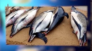 Это Произошло На Нашей Планете в Марте-Апреле 2019 Года