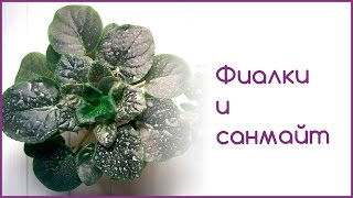 Фиалки и санмайт