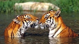 Hi Tiger!  (18+)