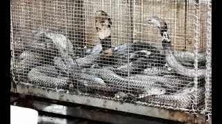 Eating Snakes Hot Pot in China Guangzhou 廣州