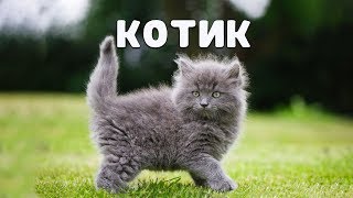 КОТИК ?  Микола Скрипець ? Віршик українською мовою про маленького сірого котика