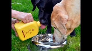 Aloe Vera Gel benefits for animals, reviews, testimonies