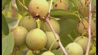 Bonito alem de suas belezas naturais #12 Guavira