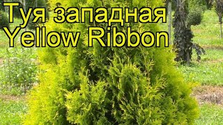 Туя западная Еллоу Риббон. Краткий обзор, описание характеристик thuja occidentalis Yellow Ribbon