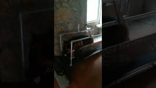 Cinta de Correr para Perros Axesdog