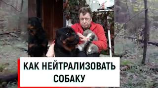 КАК ОБЕЗВРЕДИТЬ КРУПНУЮ СОБАКУ.