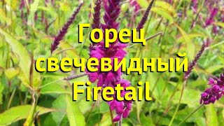 Персикария/горец свечевидный Фейритеил. Краткий обзор, описание persicaria amplexicaulis Firetail