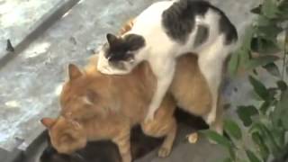 Смешные видеоролики Груповое спаривание котов Отпад  Funny animals