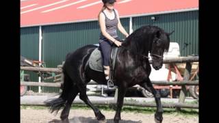 Unser Friesen Pferden Hof, www.friesiansforsale.eu