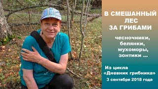 В смешанный лес за грибами. Дневник грибника 3 сентября 2018 года.