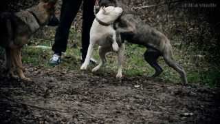 Cane Corso day)