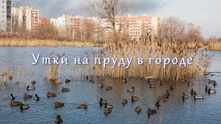 Утки на пруду в городе.