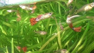 Аквариум с зелёными водорослями и рыбы плавают в аквариуме