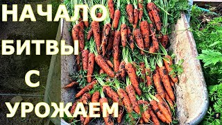 Уборка УРОЖАЯ МОРКОВИ В ИЮЛЕ. ПОДМОСКОВЬЕ. СОВМЕСТНЫЕ ПОСАДКИ лука и моркови