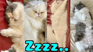 猫家族４匹の寝相が最悪！みんな個性豊かで面白い！笑