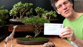 Starting an Acacia Bonsai from Seed, April 2016