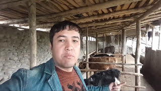 МОЛ БОКИШ СИРЛАРИ