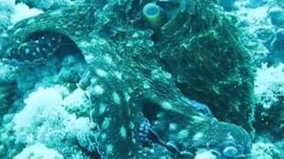 Смотреть Онлайн Подводный Мир