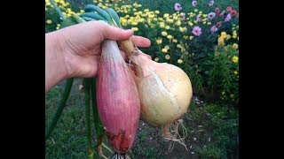 Лук Эксибишен и Шаман результат.