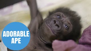 Cute baby gorilla doing well at Bristol Zoo
