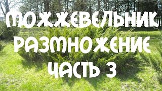 Размножение #можжевельника. Укоренение черенков #можжевельника Часть 3