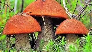 ✸ГРИБЫ✸ ПОХОД ЗА ГРИБАМИ 2016 №3 ☀ ГОВОРЯТ ГРИБОВ НЕТ((( ☀ ТИХАЯ ОХОТА ☀