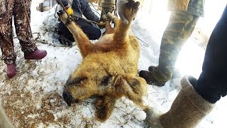 КАСТРАЦИЯ ХРЯКА. Венгерская Мангалица