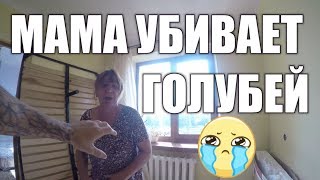 МАМА УБИВАЕТ ГОЛУБЕЙ