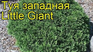 Туя западная Литтле Гиант. Краткий обзор, описание характеристик thuja occidentalis Little Giant