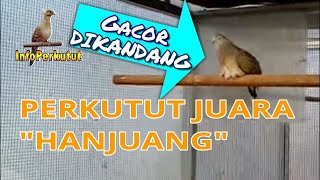 HANJUANG | Suara Burung Perkutut Juara Indonesia