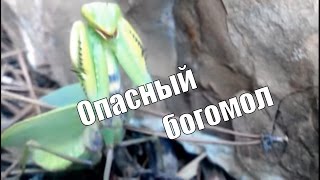 не надо дразнить гигантского богомола!!!