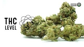 Critical Mass Feminized Strain Facts