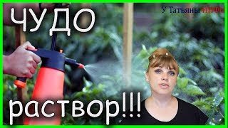 Универсальный ЧУДО раствор! Подкорми и защити от вредителей: огурцы, томаты, баклажаны, перцы!!!