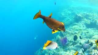 Snorkeling Egipt. Diving. Египет Шарм-Эль-Шейх. Пирс Grand Plaza. Снорклинг.