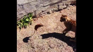 КОГДА КРЫСА ПРОТИВ КОТА.  НАПАДЕНИЕ.  АТАКА.