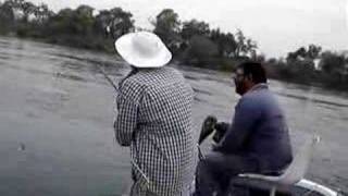 tiger fish