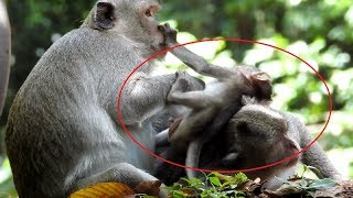 Cute Baby Monkey Kick Monkey Near Mum ST1028 Mono Monkey