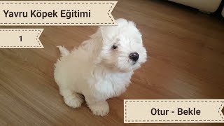 Yavru Köpek Eğitimi #1 (Otur-Bekle) İtaat [Terrier] ?