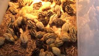Baby Quail Chicks storage box brooder