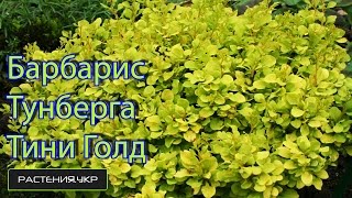 Барбарис Тунберга Тини Голд / Барбарис посадка и уход