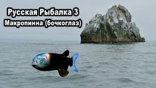 РР3. Макропинна (бочкоглаз). Квест редкости.