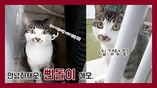 집마당에 갑자기 나타난 뻔뻔한 길고양이? 간택인건가?! ㅣ 코숏 고등어태비 さばとら 猫